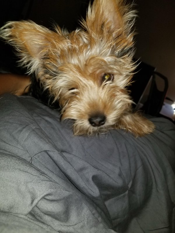 Lost Yorkshire Terrier in Ohio