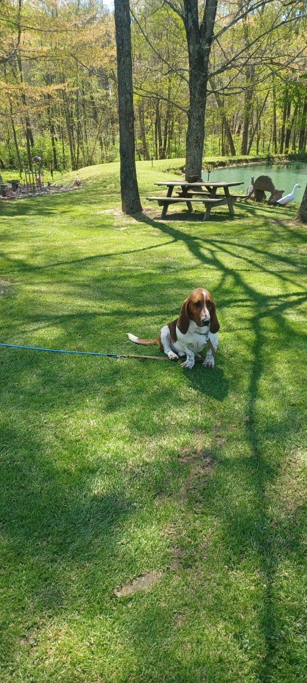 Found Basset Hound in Lynchburg, OH