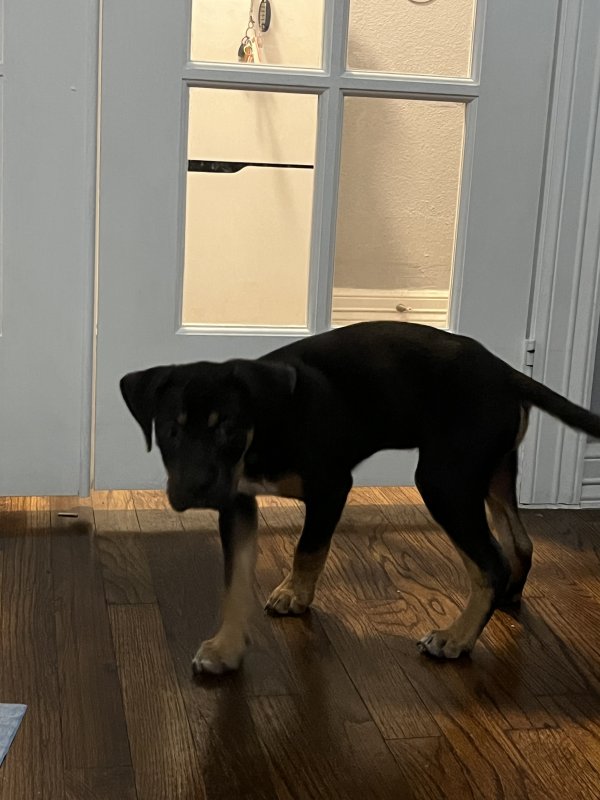 Found Rottweiler 