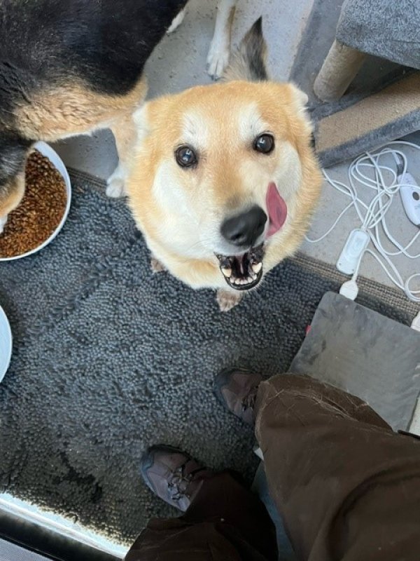 Found German Shepherd Dog in El Paso, TX