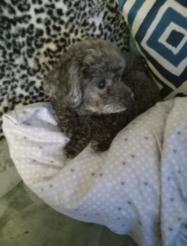 Lost Poodle in Hyattsville, MD