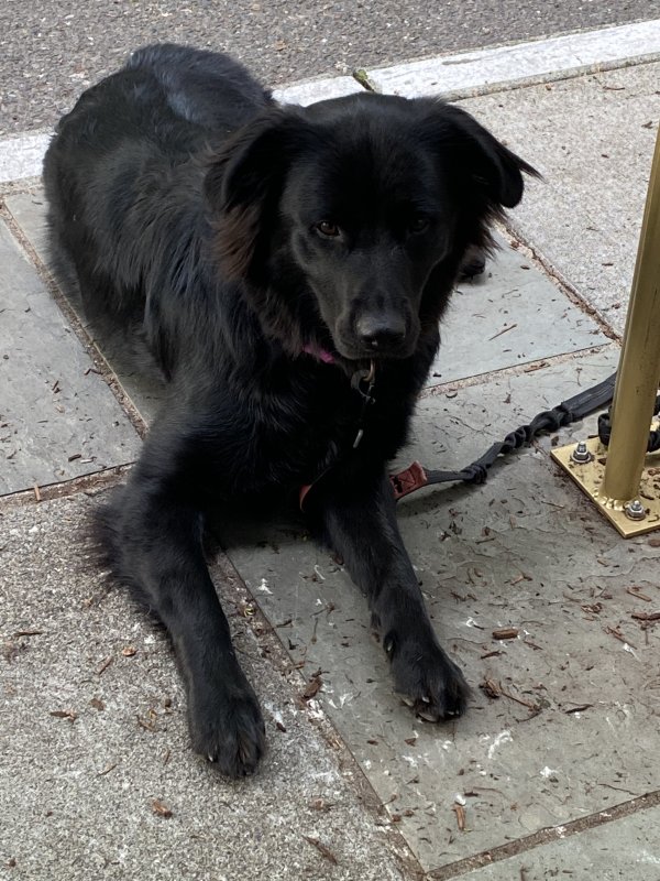 Safe Labrador Retriever in Seattle, WA