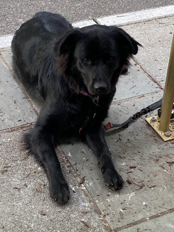 Found Labrador Retriever in Seattle, WA