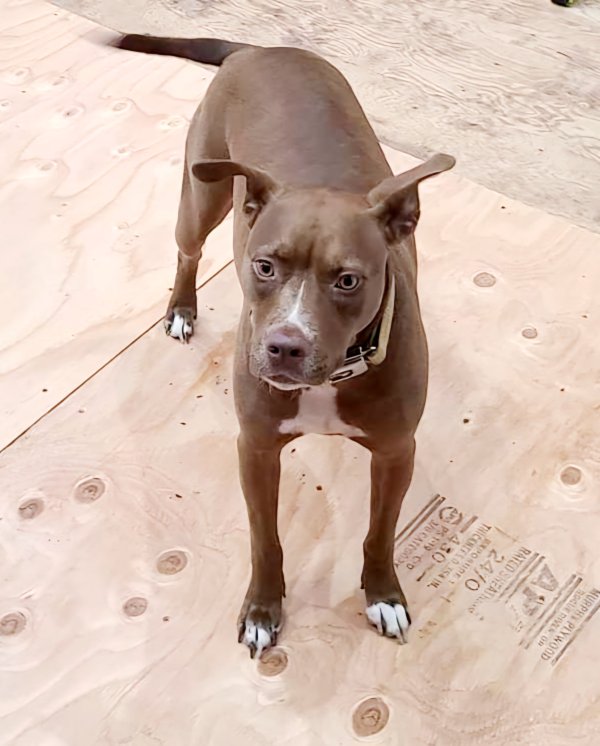 Stolen American Staffordshire Terrier in Nevada City, CA