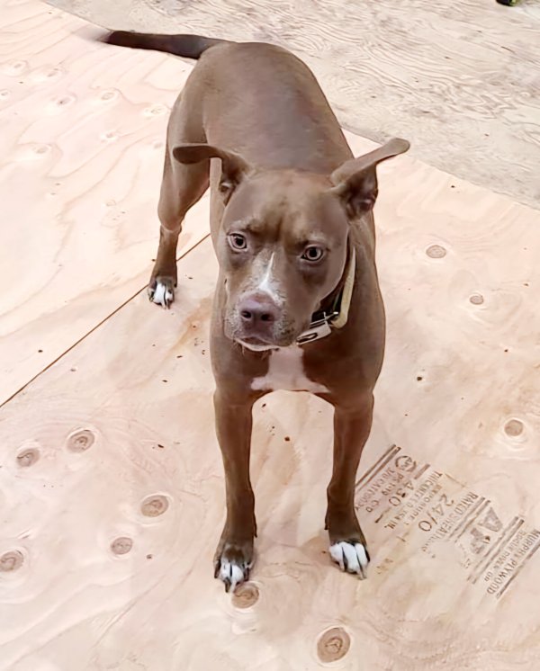 Lost American Staffordshire Terrier 