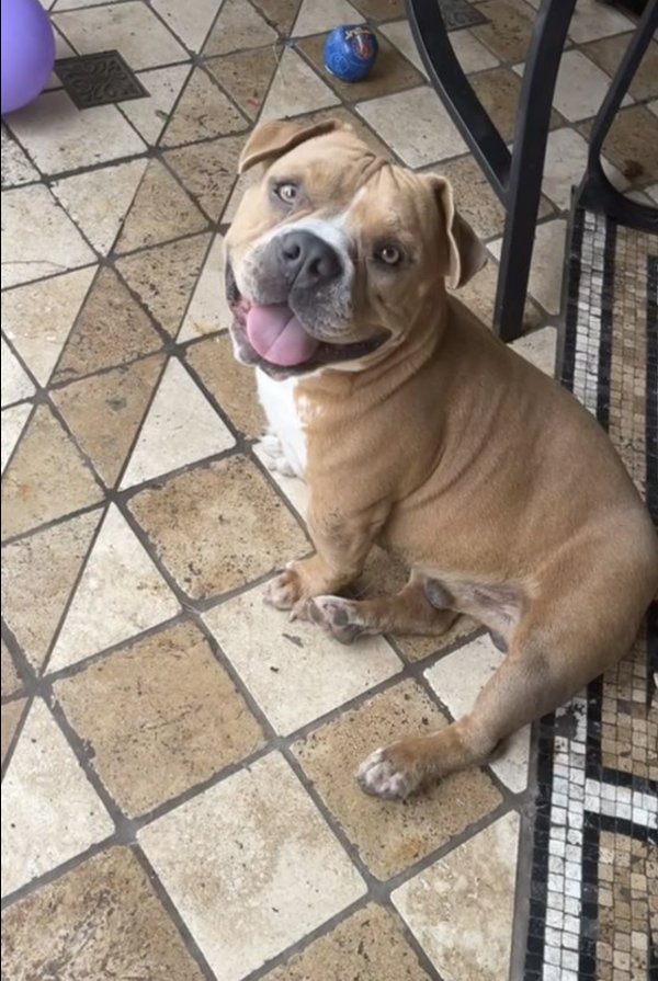 Safe Pit Bull in Houston, TX