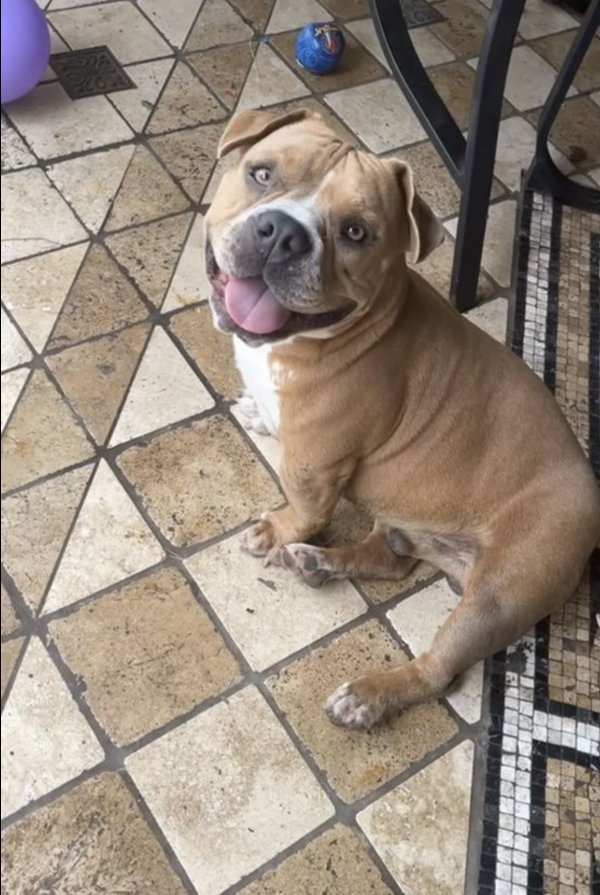 Stolen Pit Bull in Houston, TX