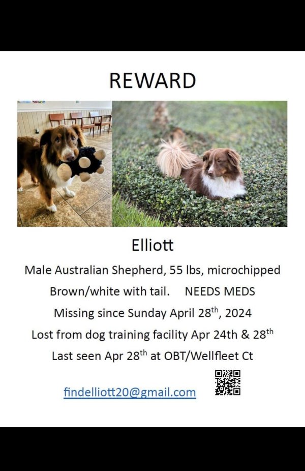 Lost Australian Shepherd in Orlando, FL