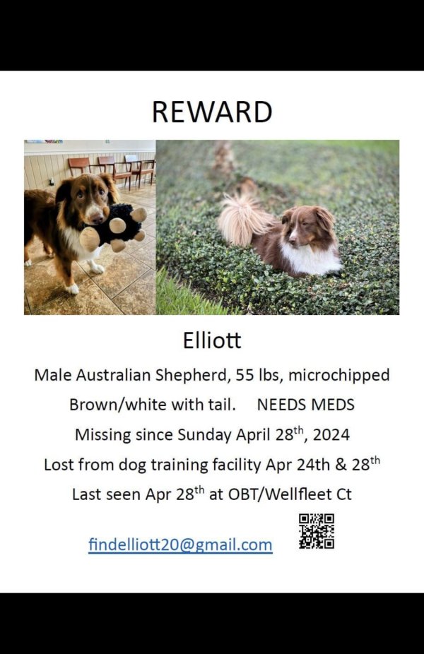Lost Australian Shepherd in Florida