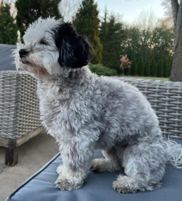 Lost Shih Tzu in Willowbrook, IL