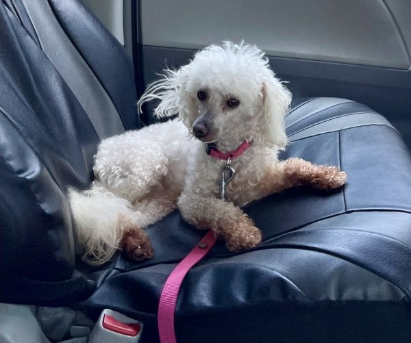 Safe Poodle in Oceanside, CA