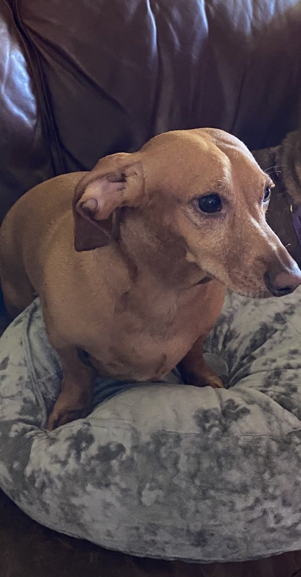 Stolen Dachshund in Sunset, TX