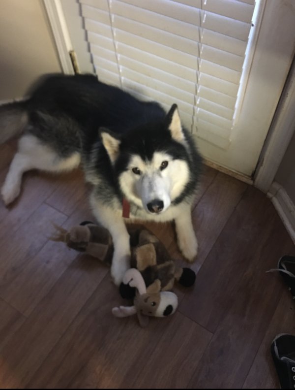 Safe Siberian Husky in Mooresville, NC