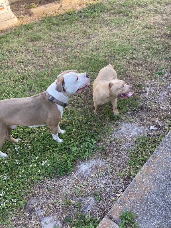 Found Pit Bull in Port Charlotte, Florida