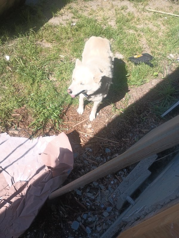 Found Siberian Husky in Vallejo, California