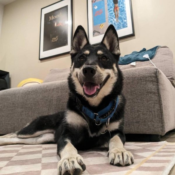 Safe Siberian Husky in Los Angeles, CA
