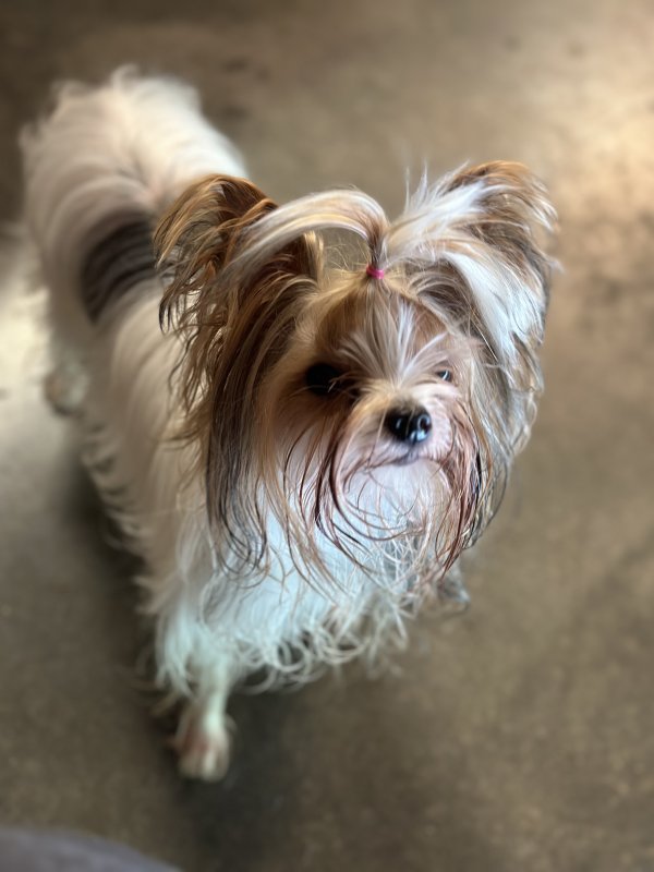 Stolen Yorkshire Terrier in Cornelia, GA