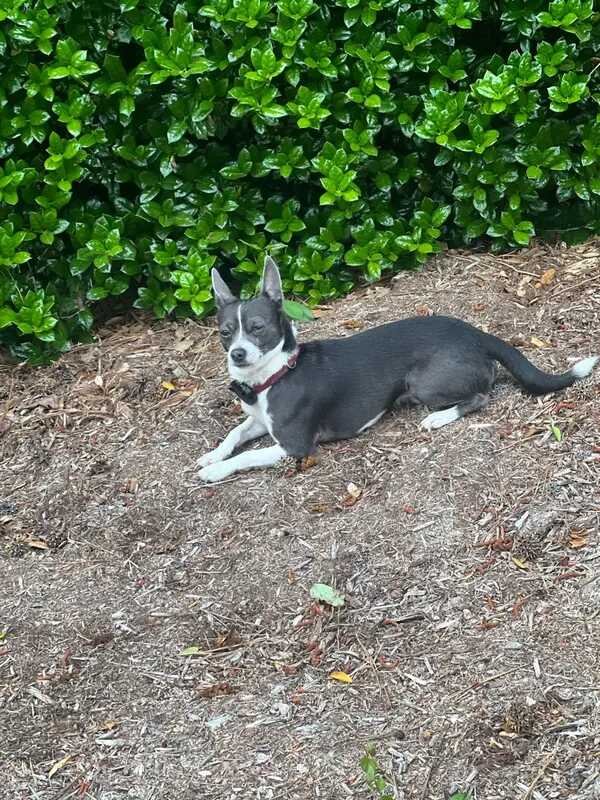 Found Chihuahua in Raleigh, North Carolina