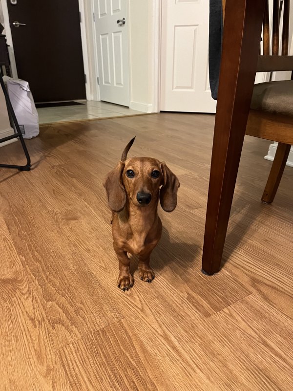 Safe Dachshund in Washington, DC