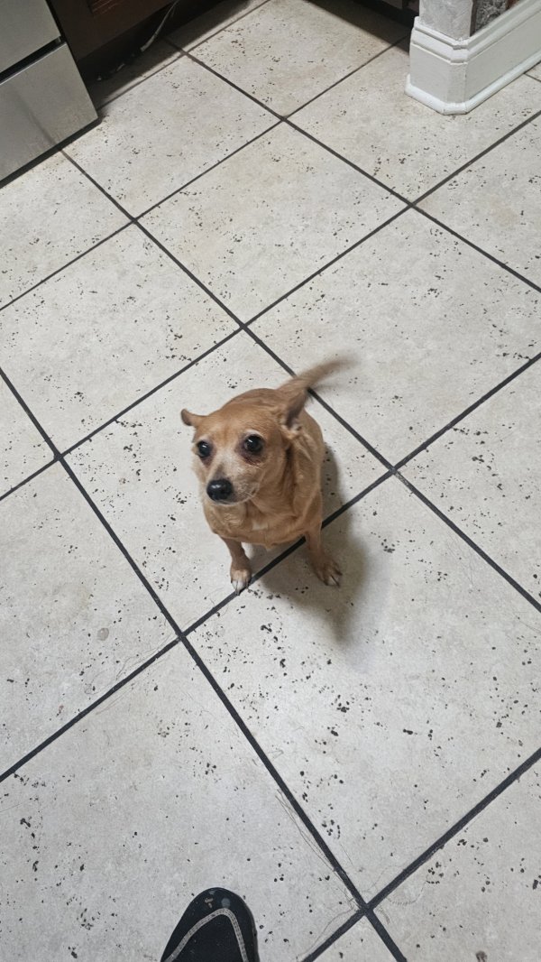 Found Chihuahua in Clermont, FL