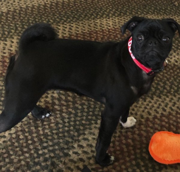 Lost Pug in Sacramento, CA