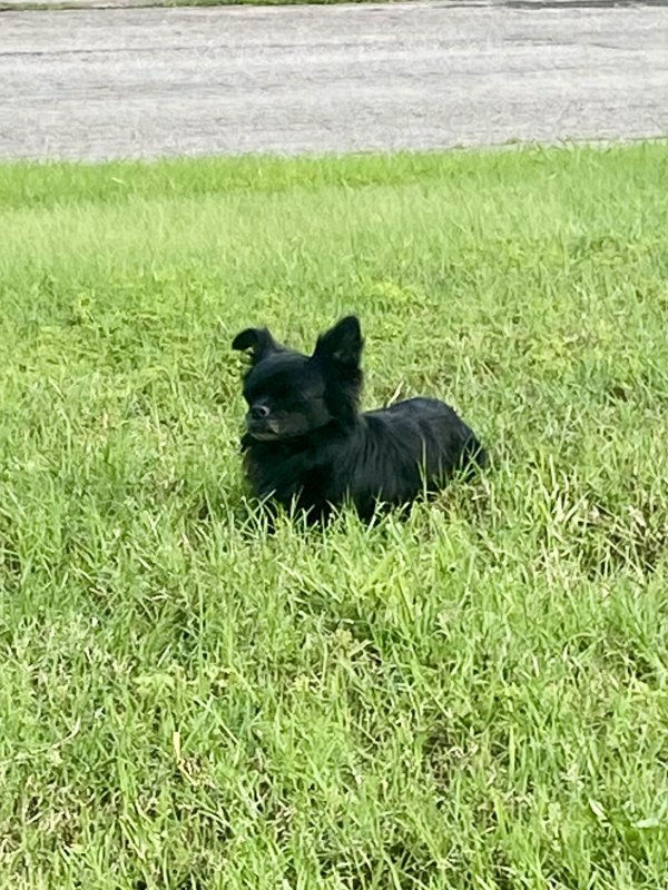 Found Chihuahua in San Antonio, TX