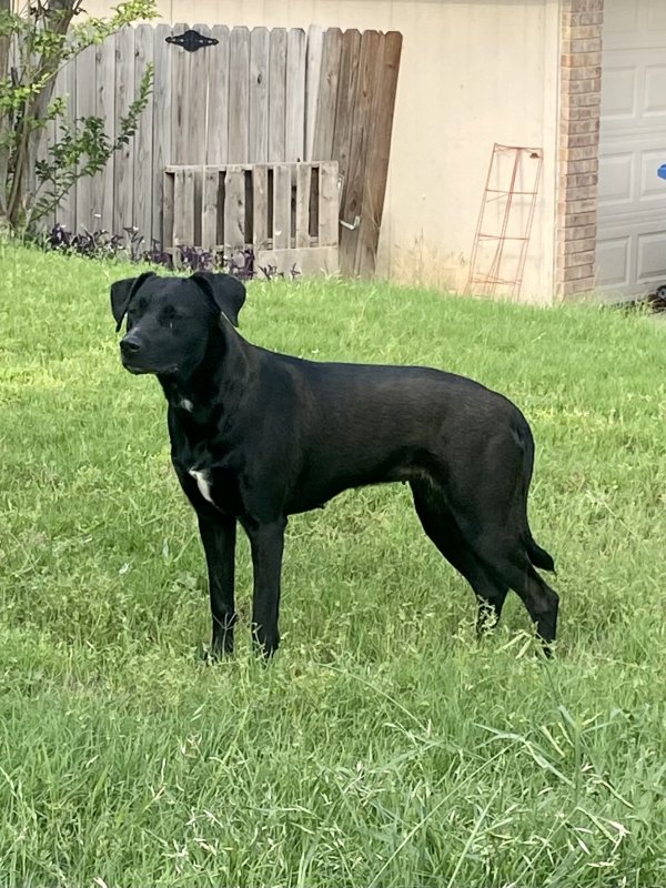 Found Labrador Retriever in San Antonio, Texas