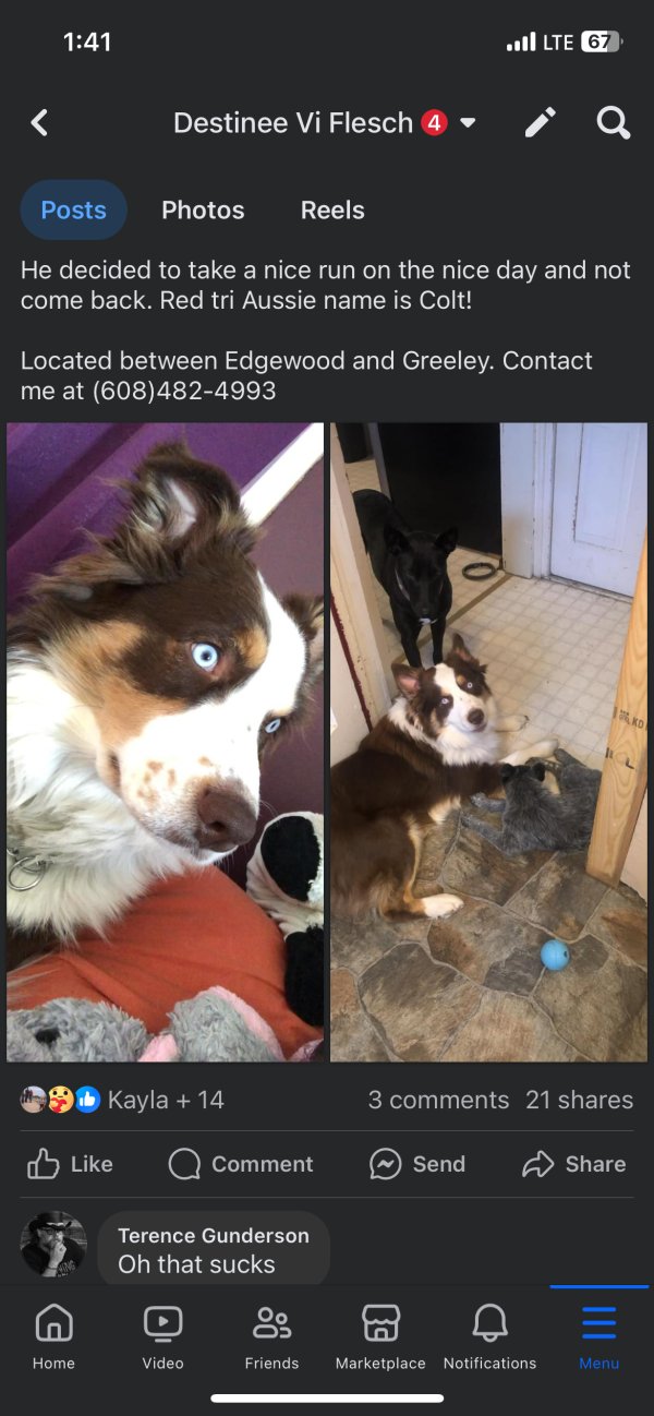 Lost Australian Shepherd in Greeley, IA