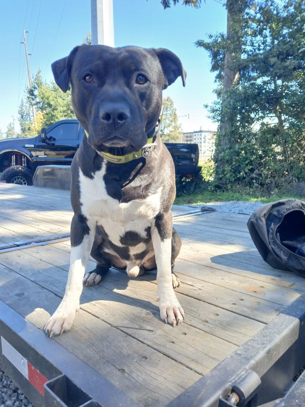 Safe Pit Bull in Seattle, WA