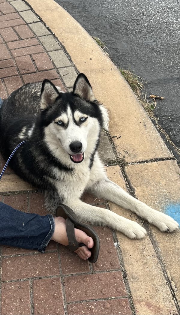 Found Siberian Husky in San Antonio, TX