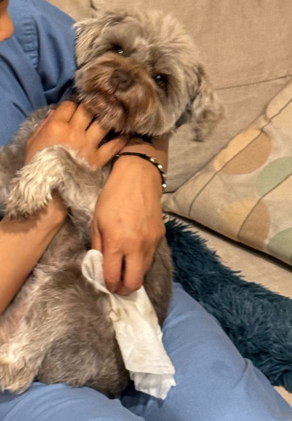 Lost Miniature Schnauzer in Westbury, NY