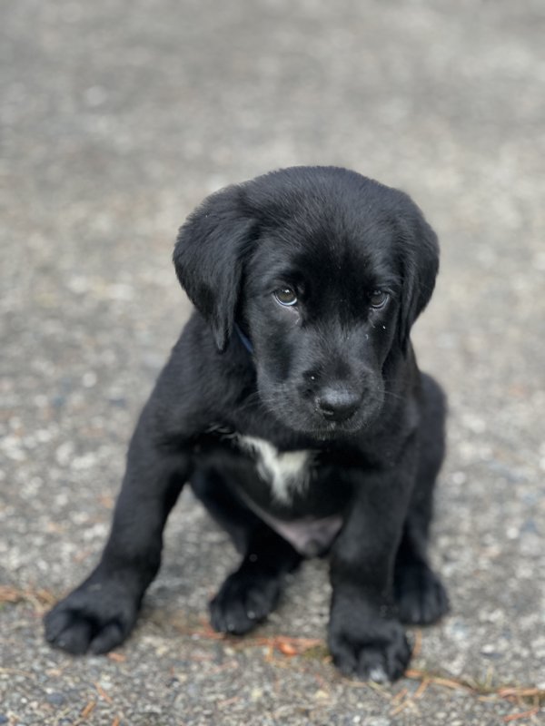 Stolen Labrador Retriever in Seattle, WA