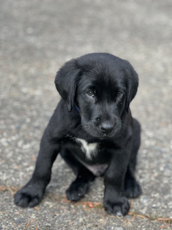 Lost Labrador Retriever in Seattle, WA