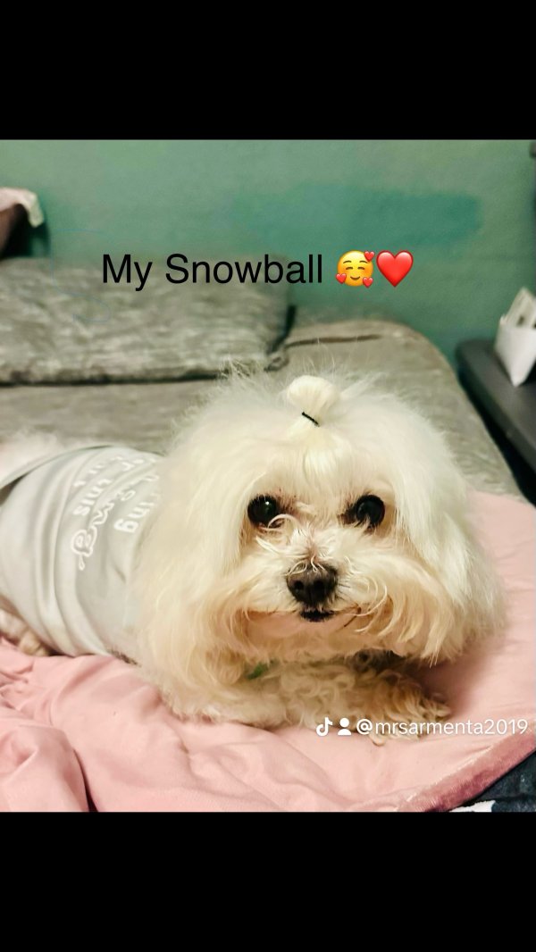 Stolen Maltese in San Bernardino, CA