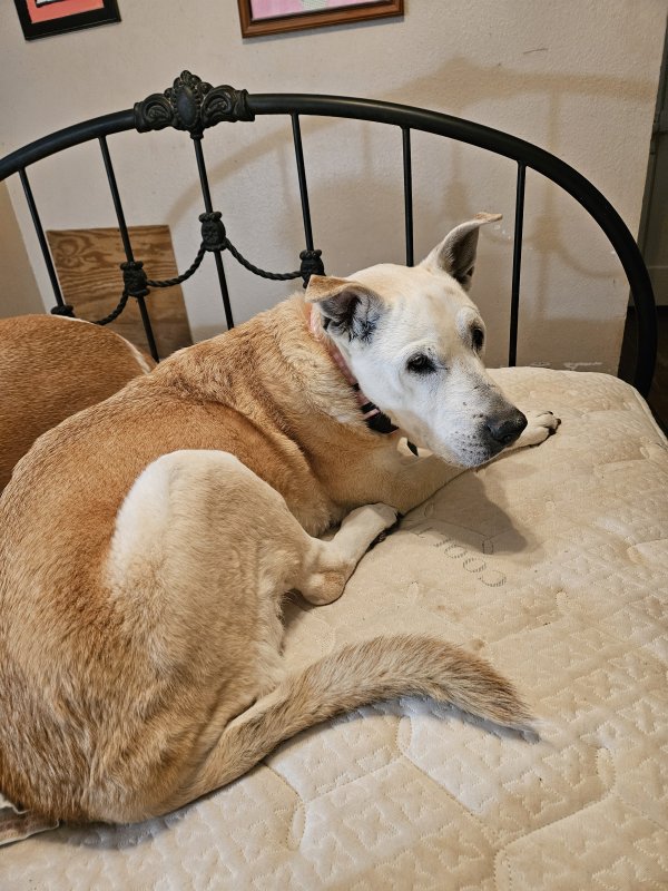 Lost Labrador Retriever in San Angelo, TX