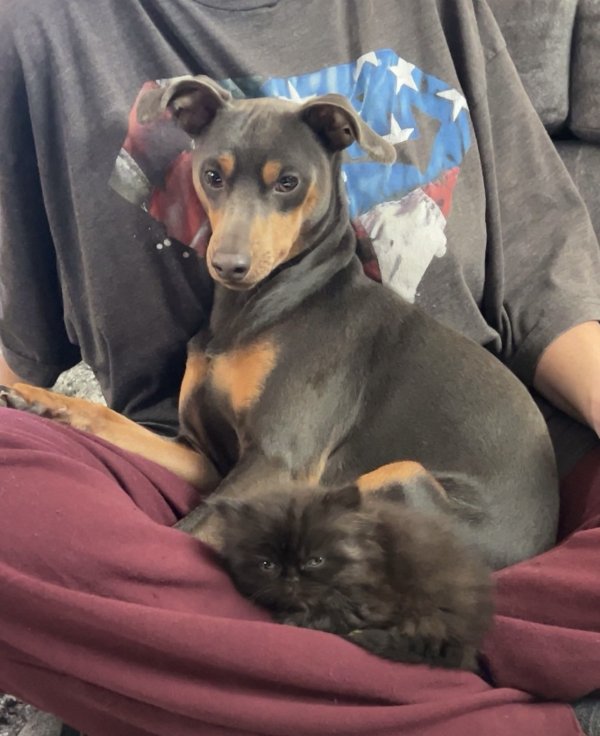 Lost Miniature Pinscher in Brighton, CO