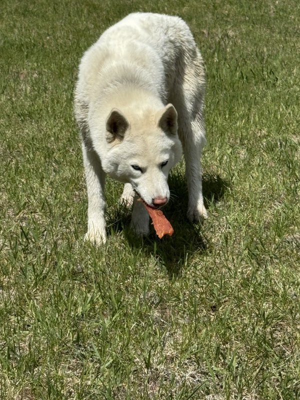 Found Siberian Husky in Libby, MT