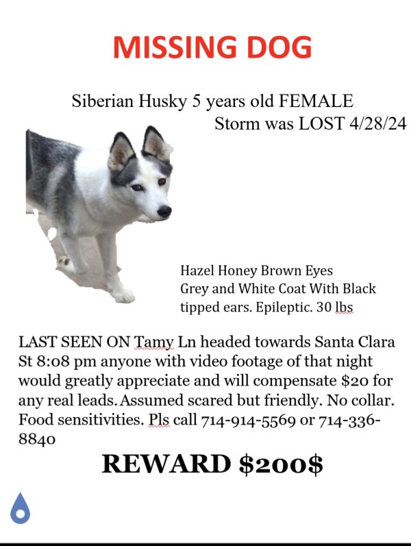 Lost Siberian Husky in Santa Ana, CA