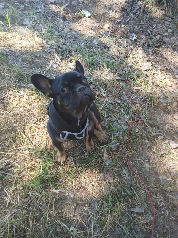 Found French Bulldog in Antioch, California
