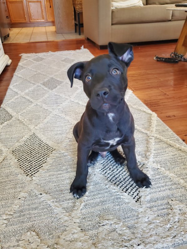 Found Labrador Retriever in Paso Robles, CA