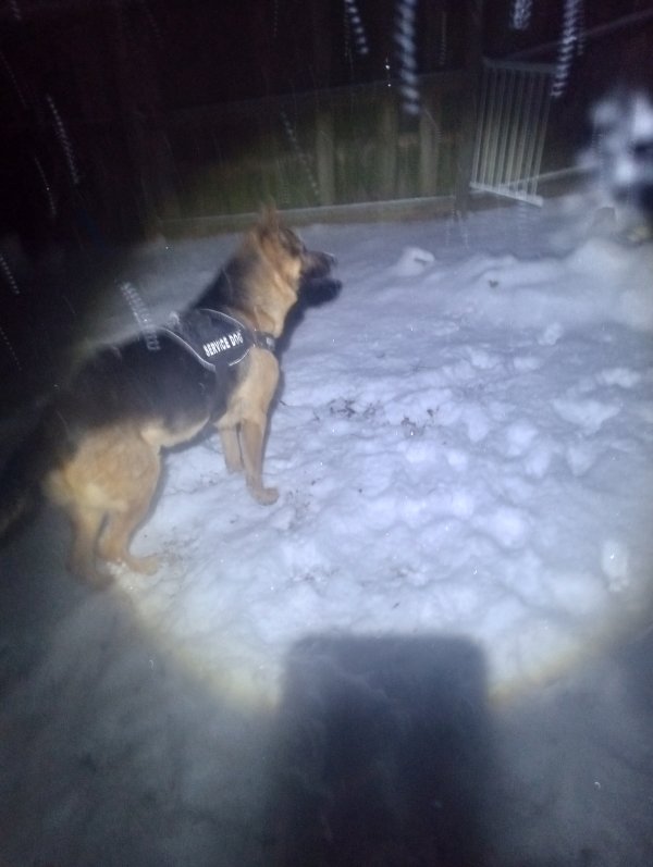 Stolen German Shepherd Dog in Henryville, IN