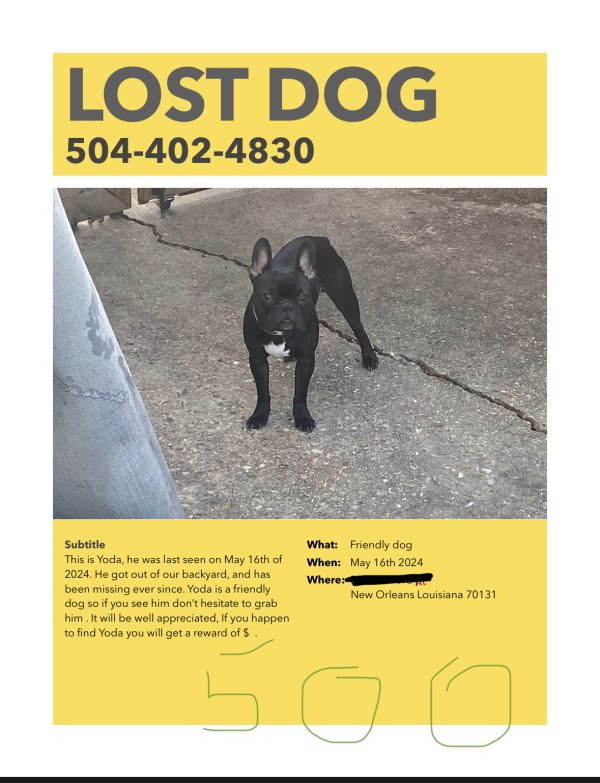 Lost Boston Terrier in Louisiana