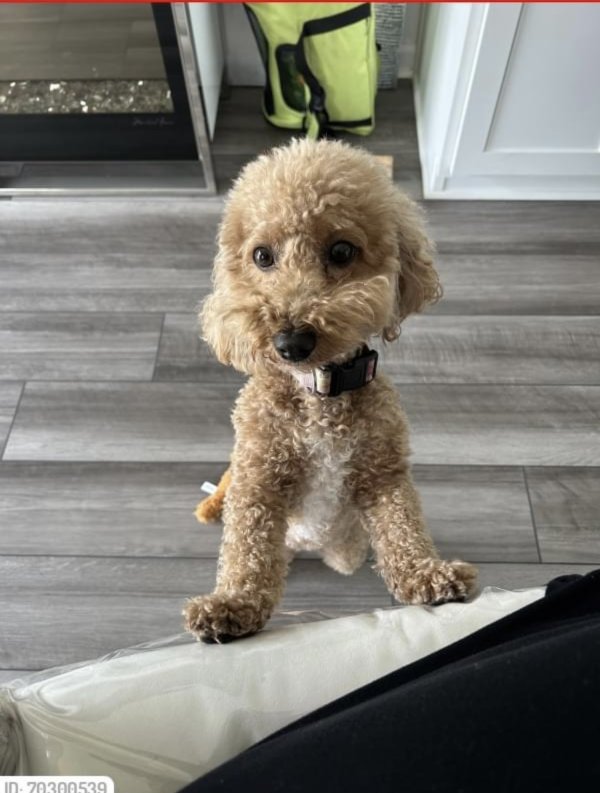 Lost Poodle in Gibsonton, FL