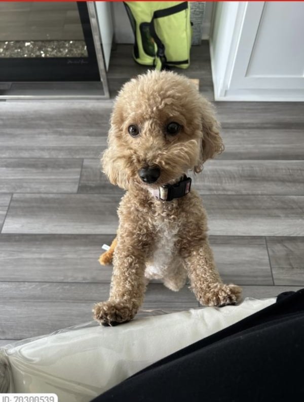 Lost Poodle 