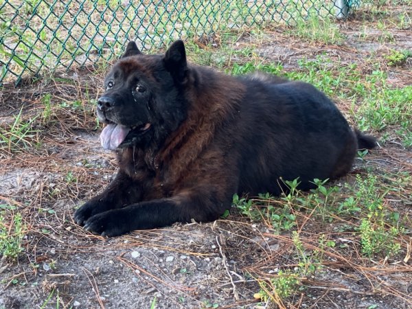 Found Chow Chow in Saint Petersburg, Florida
