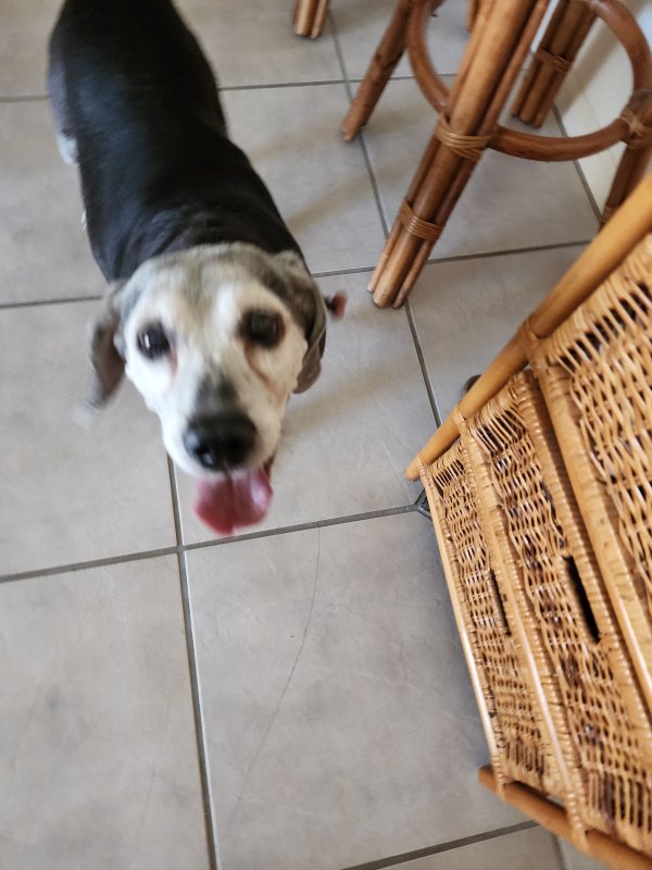 Found Beagle in Phoenix, AZ