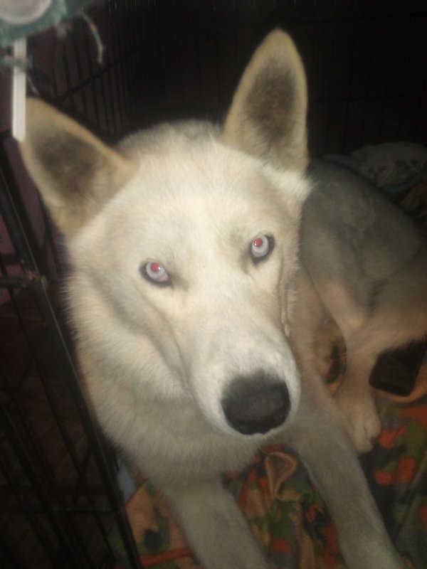 Lost Siberian Husky in Independence, MO