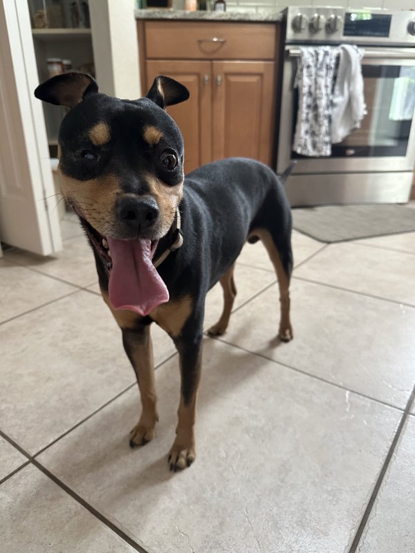 Found Mutt in Saint Petersburg, FL