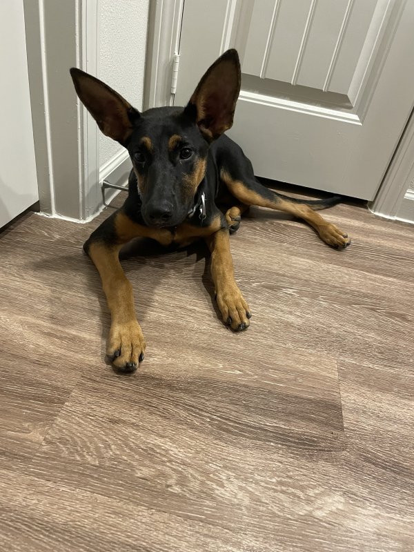 Found German Pinscher in Austin, TX