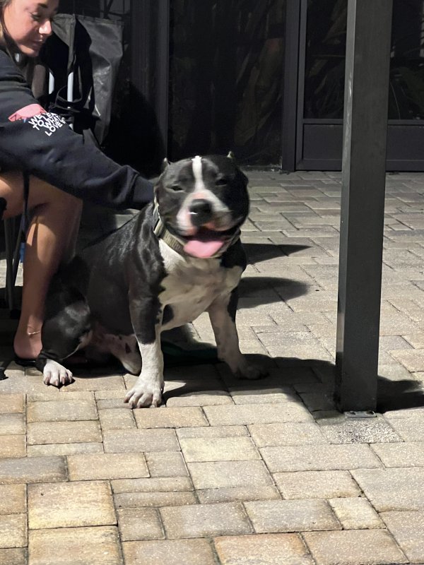 Found Pit Bull in Odessa, FL